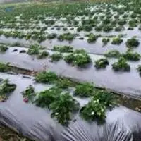 100% Virgin UV Mulch Film