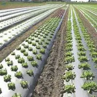 Agricultural Mulch Film