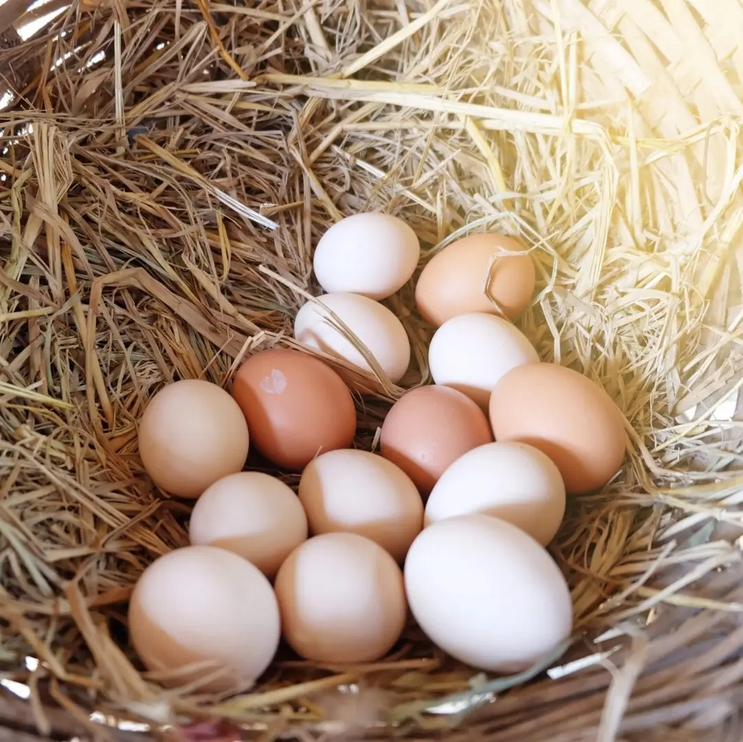 Chicken Egg