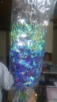 Blue Orchid
