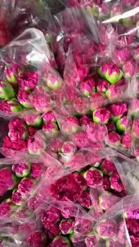 Carnation
