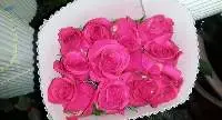 Dark Pink Rose