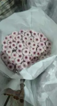 Chrysanthemum
