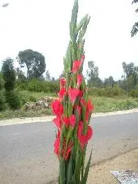 Gladiolus Red