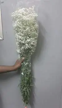 Gypsophilia