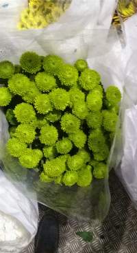 Green Button Chrysanthemum