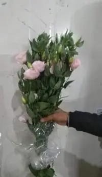 Pink Estoma