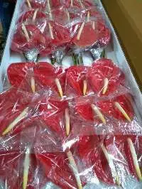 Red Anthurium