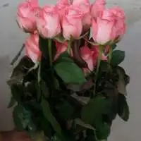 Pink Rose