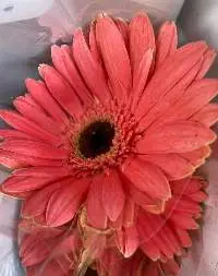 Red Gerbera