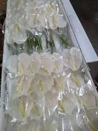 White Anthurium