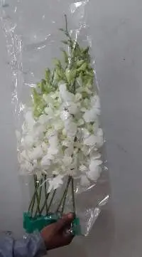 White Orchid