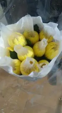 Yellow Ball Chrysantthemum
