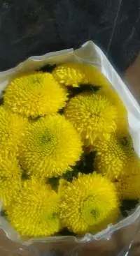 Yellow Chrysanthemum