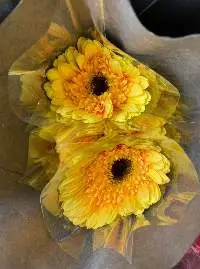 Yellow Gerbera