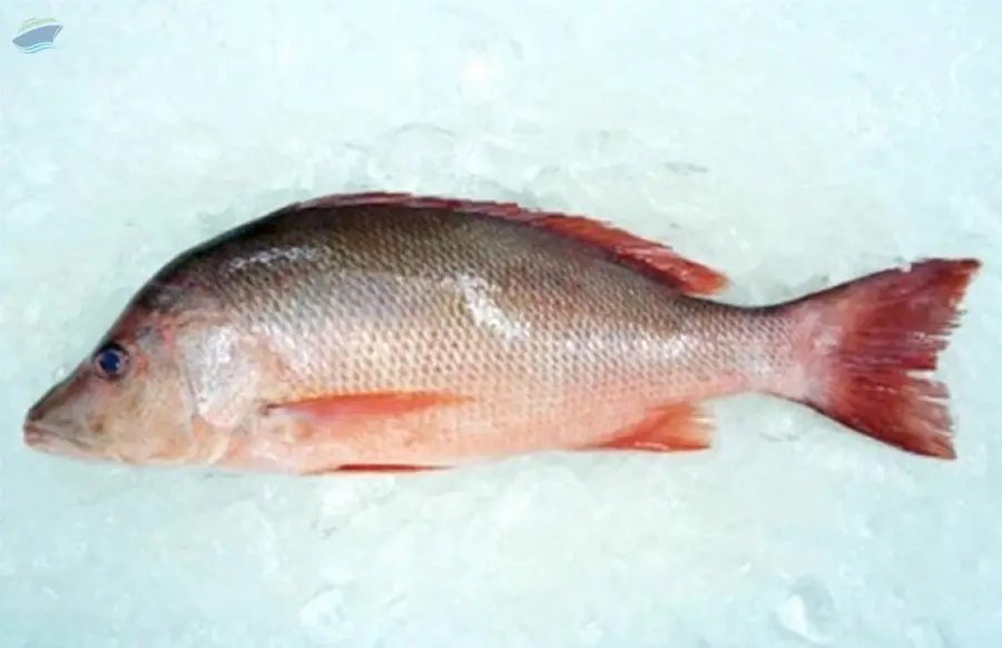 Red Snapper(Malabar Red Snapper)