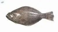Helibut Fish