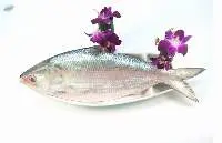 Hilsa Fish