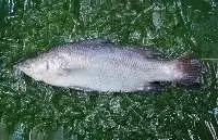 Barramundi