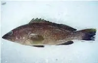 Flower Grouper