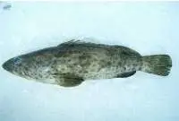 Greasy Grouper