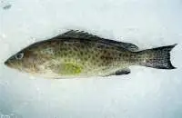Yellow Spotted Grouper