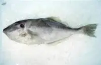 Leather Jacket Whole Round Fish