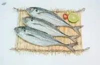 Horse Mackerel