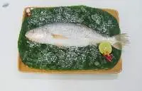 Yellow Croaker