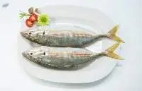 Yellow Tail Scad