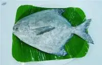 Chinese Pomfret