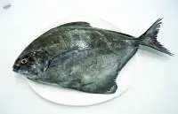Black Pomfret
