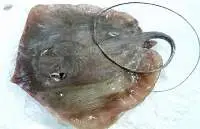 Sting Ray Whole