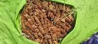 Tamarind
