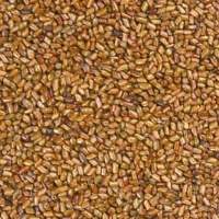Cassia Tora Seeds