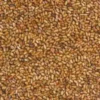 Cassia Tora Seeds