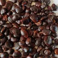 Tamarind Seed