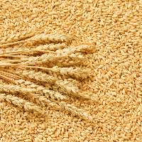 Wheat