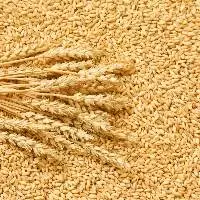 Wheat