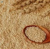 Naturally Gluten Free Proso Millets