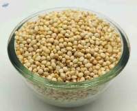 Export Grade Quality Sorghum (Jowar/Cholam)