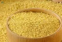 Premium Grain Foxtail Millet (Thinai)