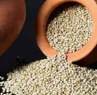 Highly Nutritious Pearl Millet (Kambu/Bajra)