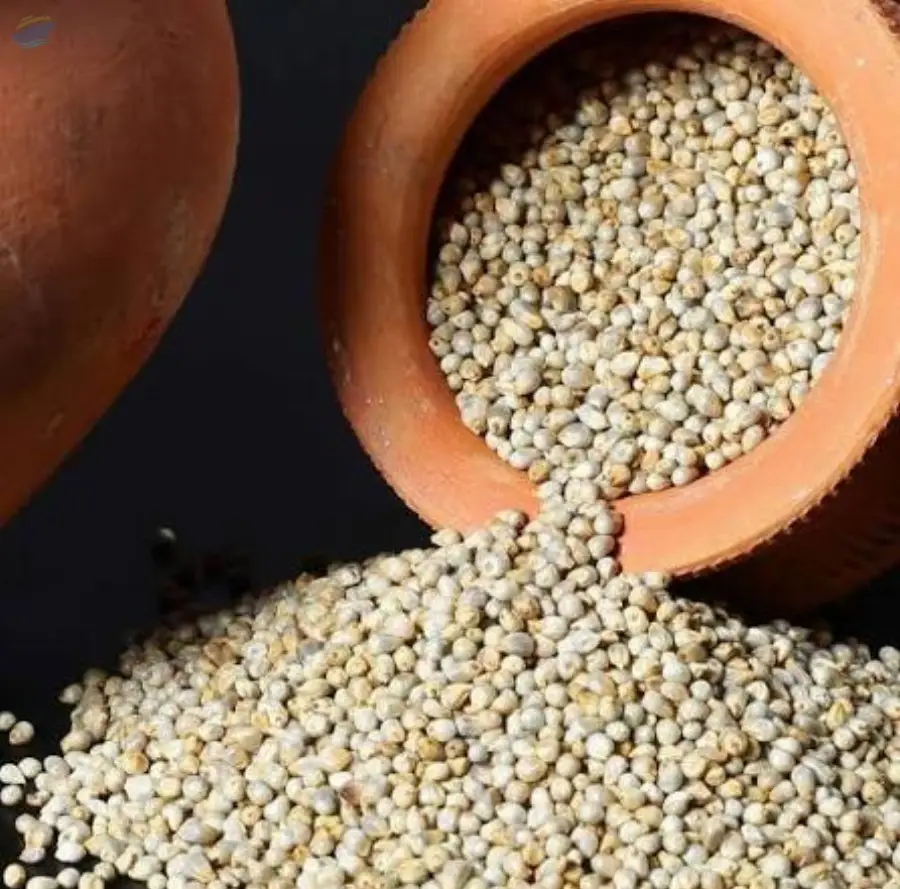 Highly Nutritious Pearl Millet (Kambu/Bajra)