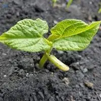 Biochar