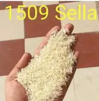 1509 Sella Rice