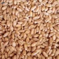 Wheat