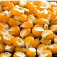 Corn - Human Consumption