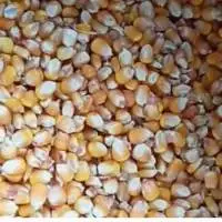 Corn - Animal Feed