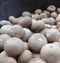Betel Nuts
